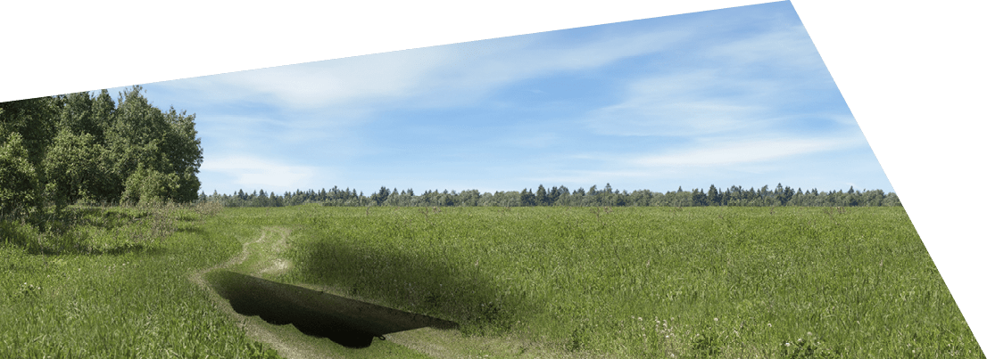 Field of green grass in summer