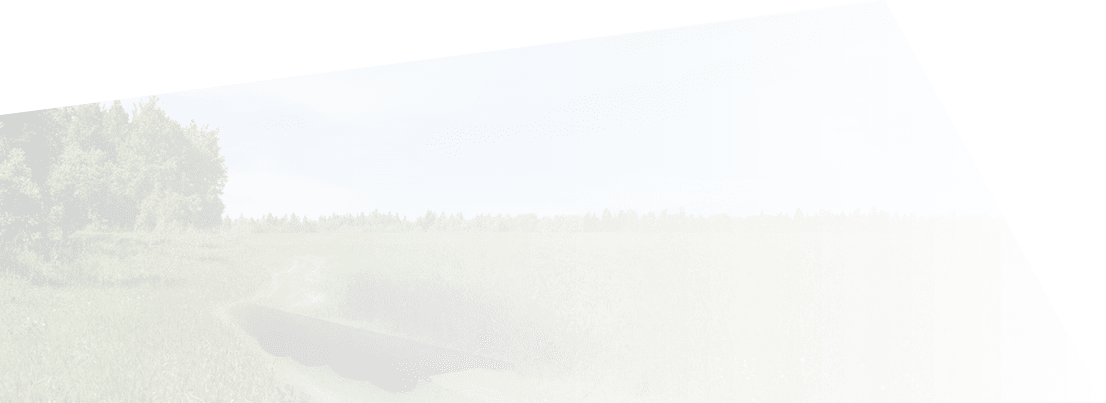 Field of green grass in summer